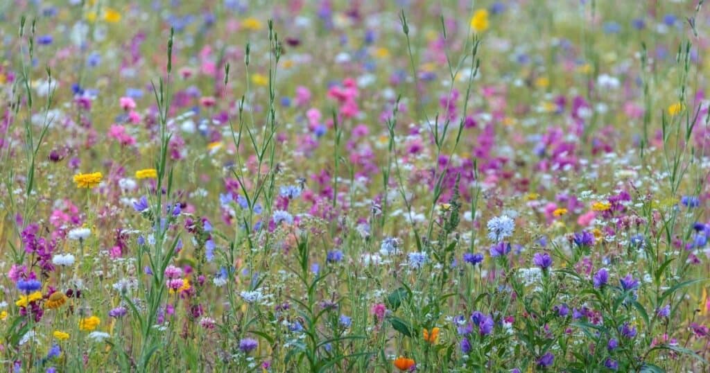 abundance